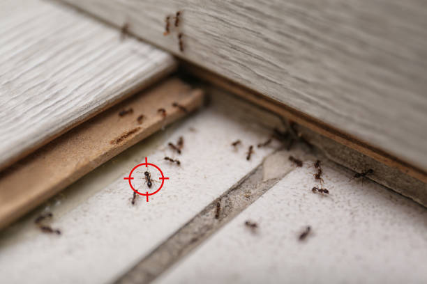 Best Termite Control Services  in Laurel Hollow, NY