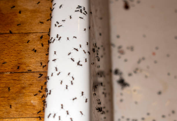 Wildlife Control Services in Laurel Hollow, NY